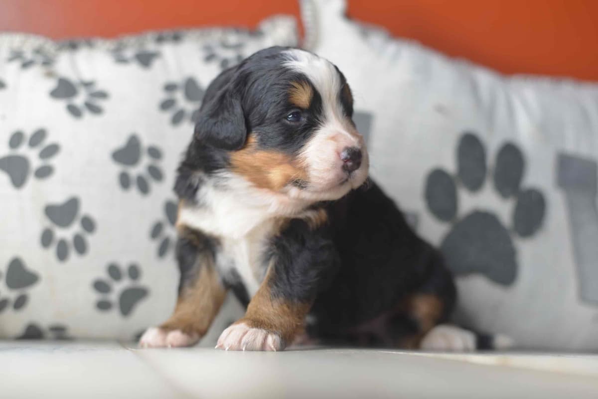Bernese Mountain Dog Puppies breeder image 72