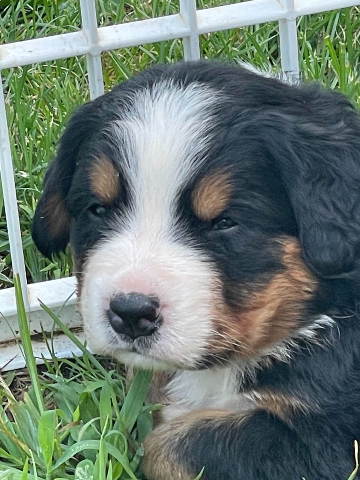 Bernese Mountain Dog Puppies breeder image 77