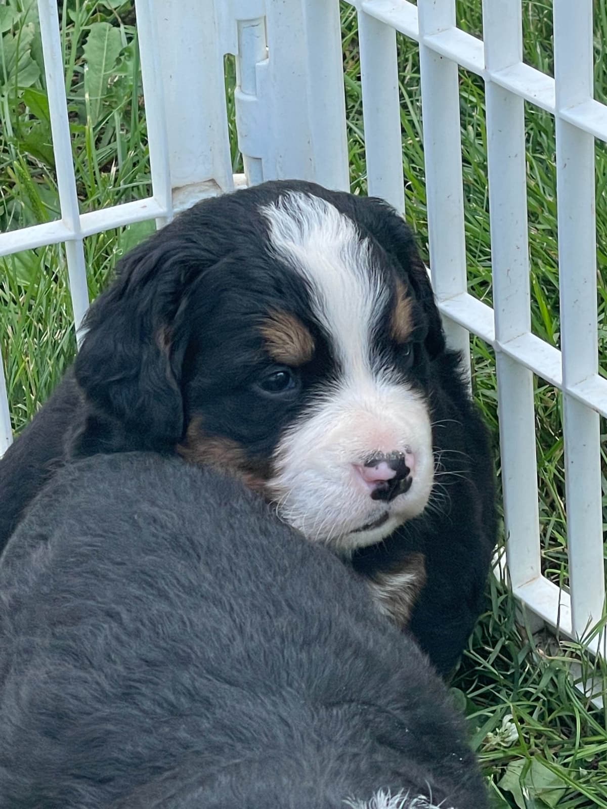 Bernese Mountain Dog Puppies breeder image 78