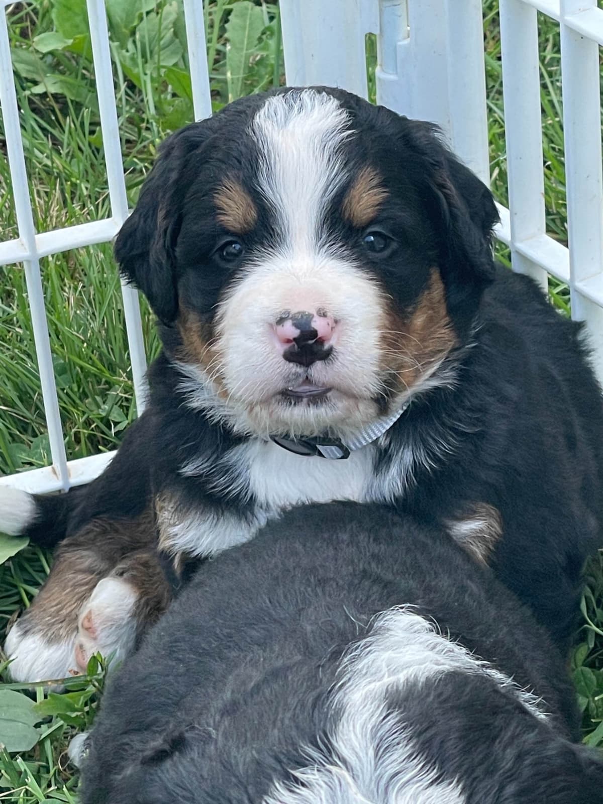 Bernese Mountain Dog Puppies breeder image 79