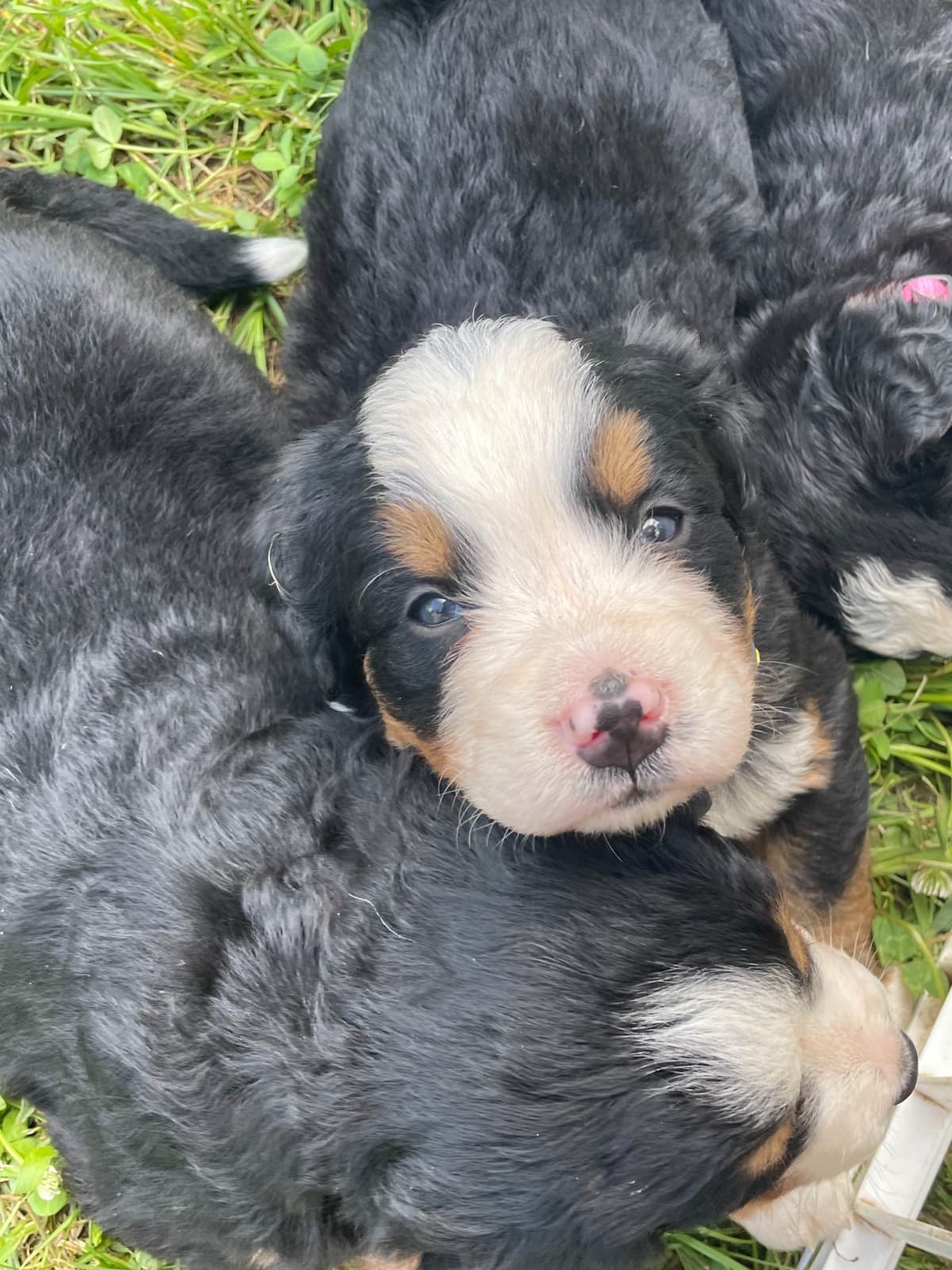 Bernese Mountain Dog Puppies breeder image 80