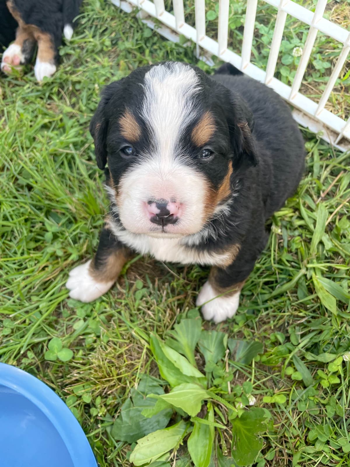 Bernese Mountain Dog Puppies breeder image 81