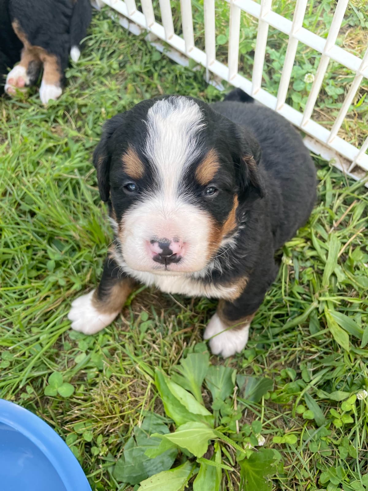 Bernese Mountain Dog Puppies breeder image 82