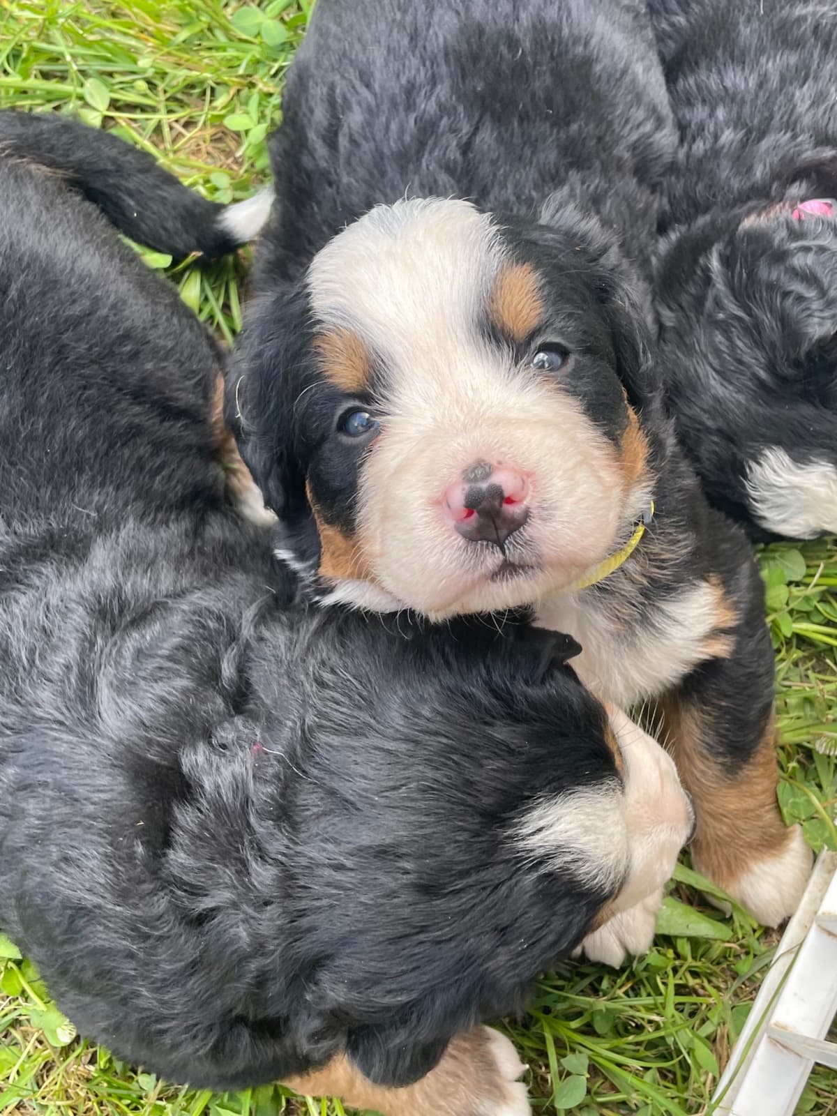 Bernese Mountain Dog Puppies breeder image 84