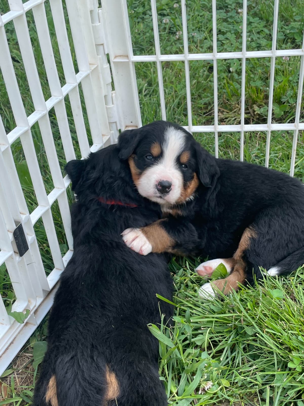 Bernese Mountain Dog Puppies breeder image 83