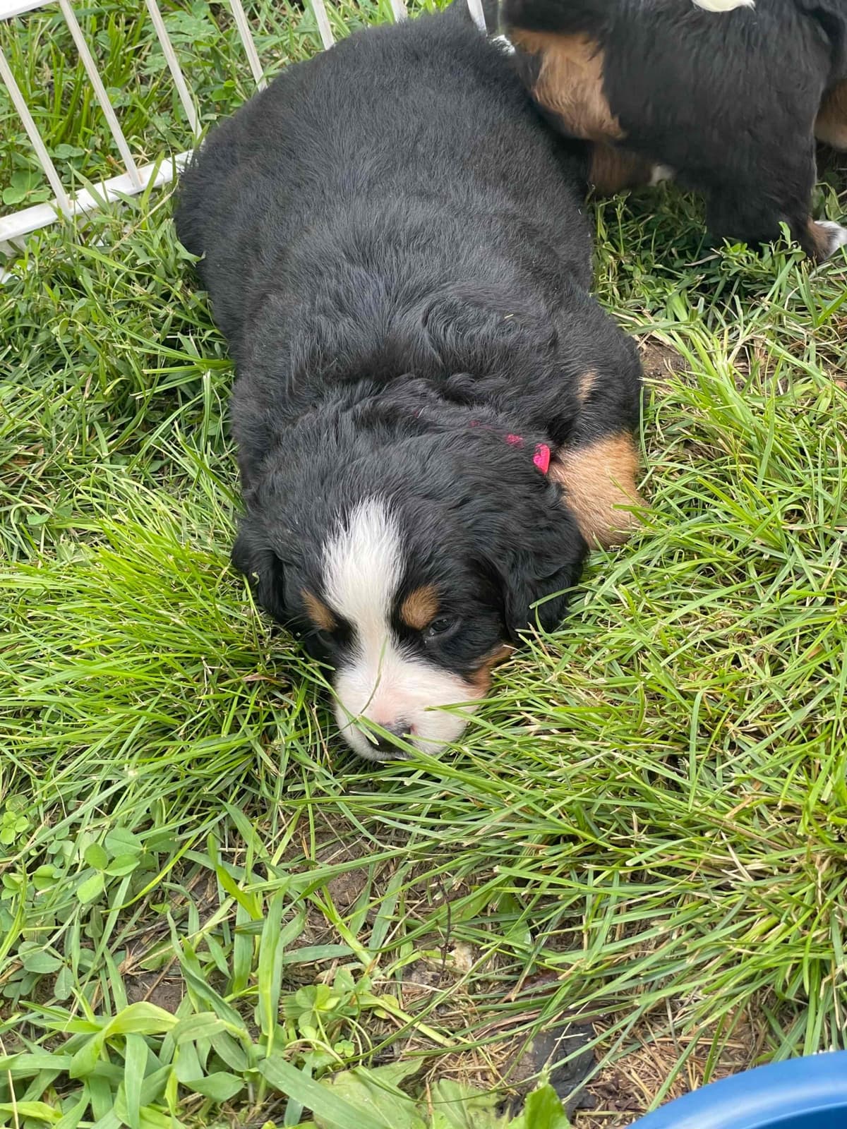 Bernese Mountain Dog Puppies breeder image 85