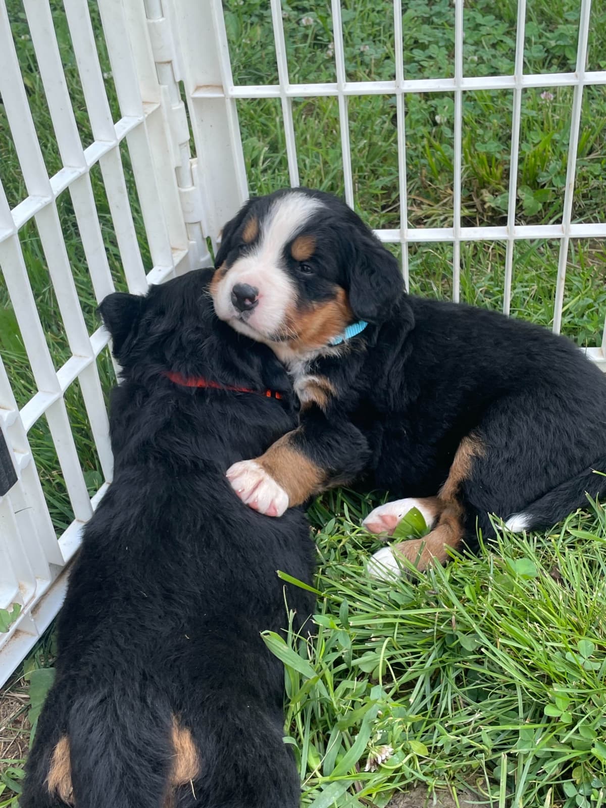Bernese Mountain Dog Puppies breeder image 86