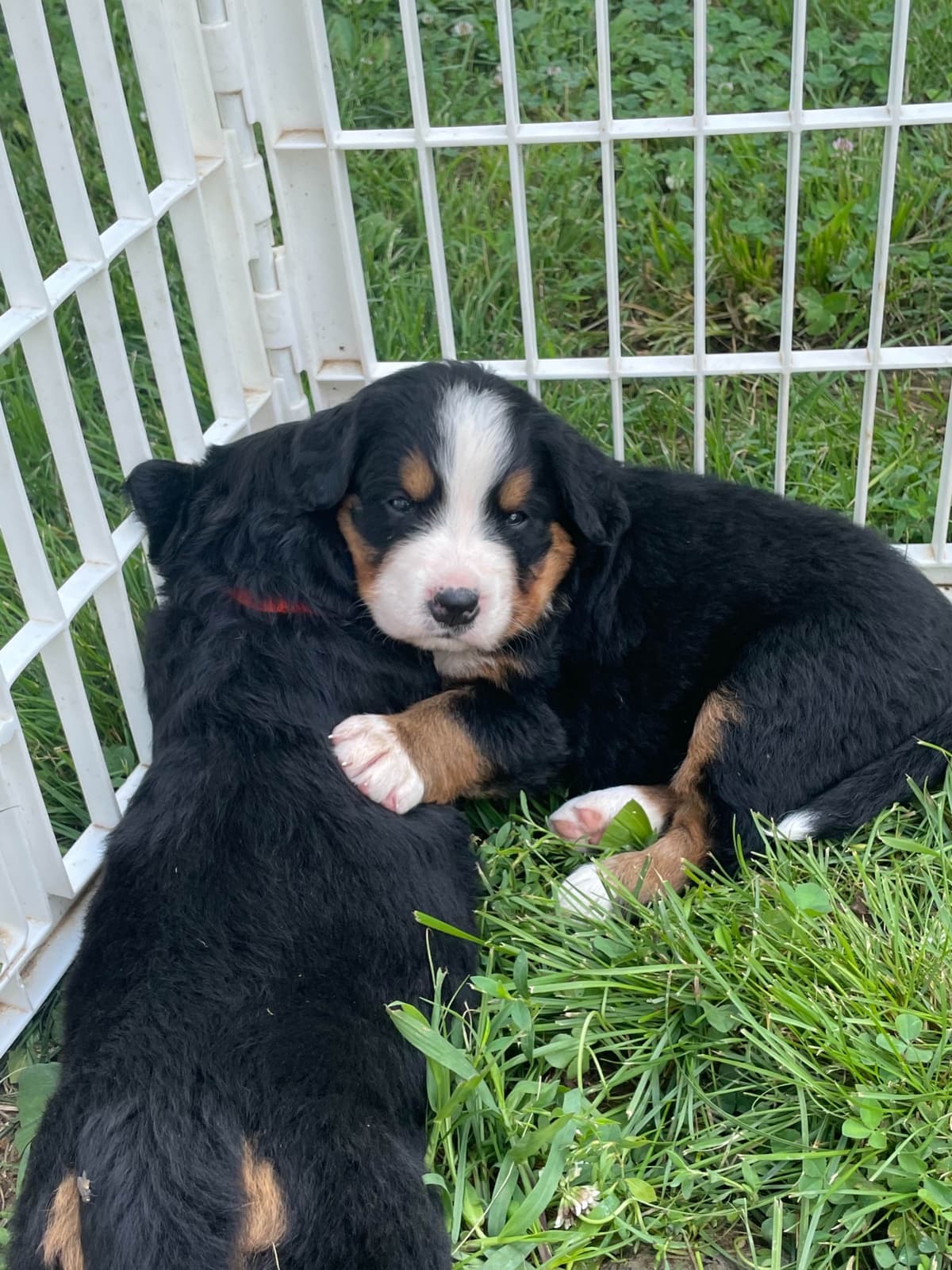 Bernese Mountain Dog Puppies breeder image 87