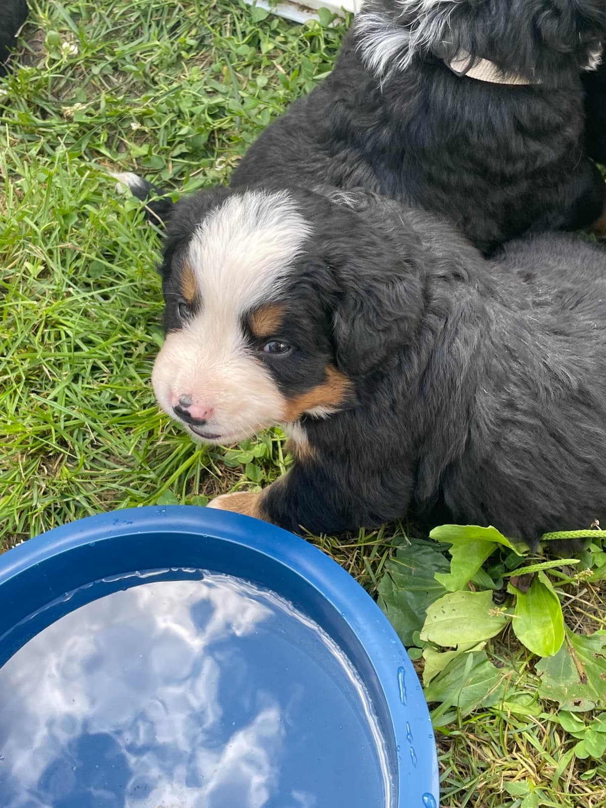 Bernese Mountain Dog Puppies breeder image 88