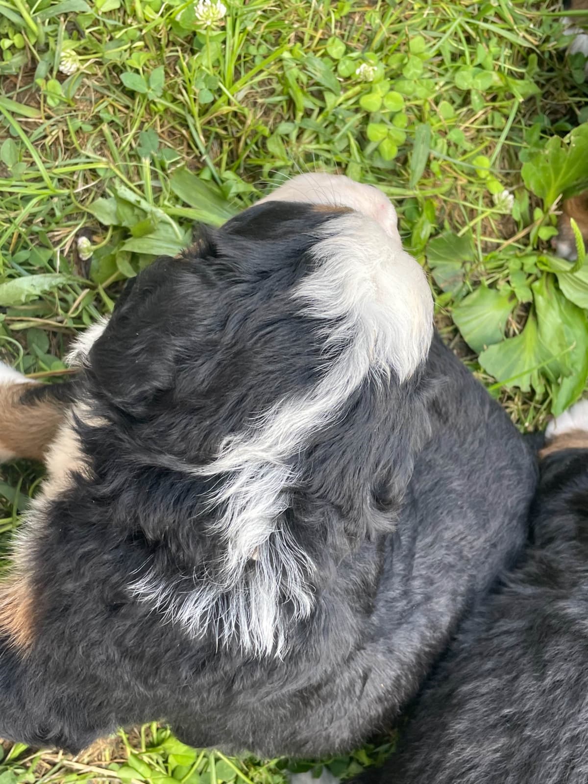 Bernese Mountain Dog Puppies breeder image 89