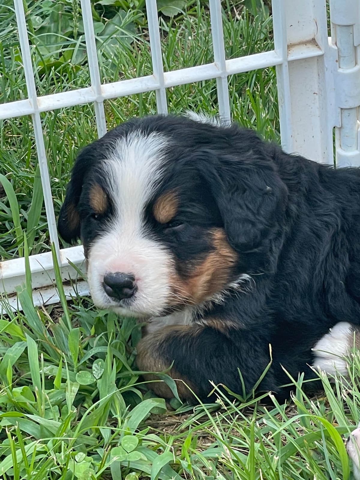 Bernese Mountain Dog Puppies breeder image 91