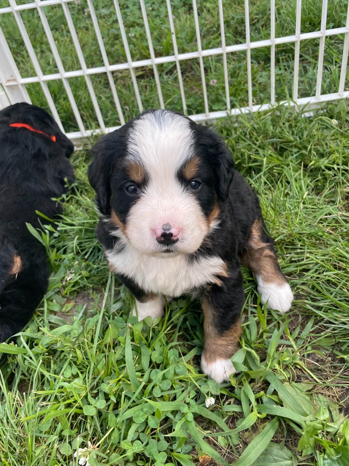 Bernese Mountain Dog Puppies breeder image 92