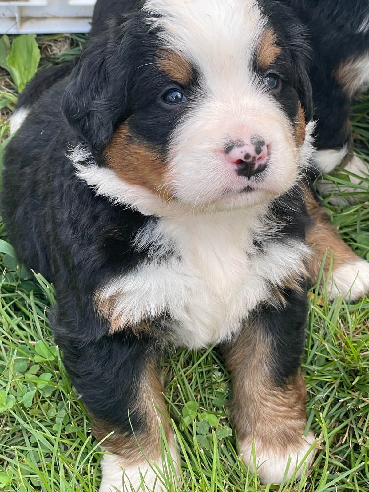 Bernese Mountain Dog Puppies breeder image 93