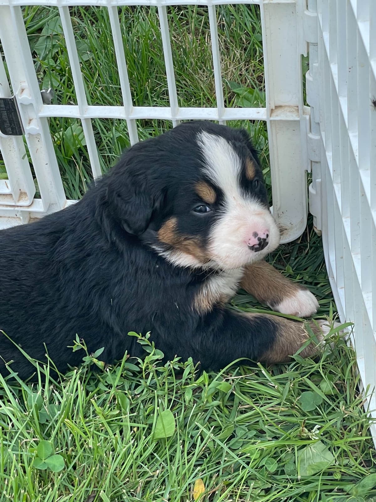Bernese Mountain Dog Puppies breeder image 94