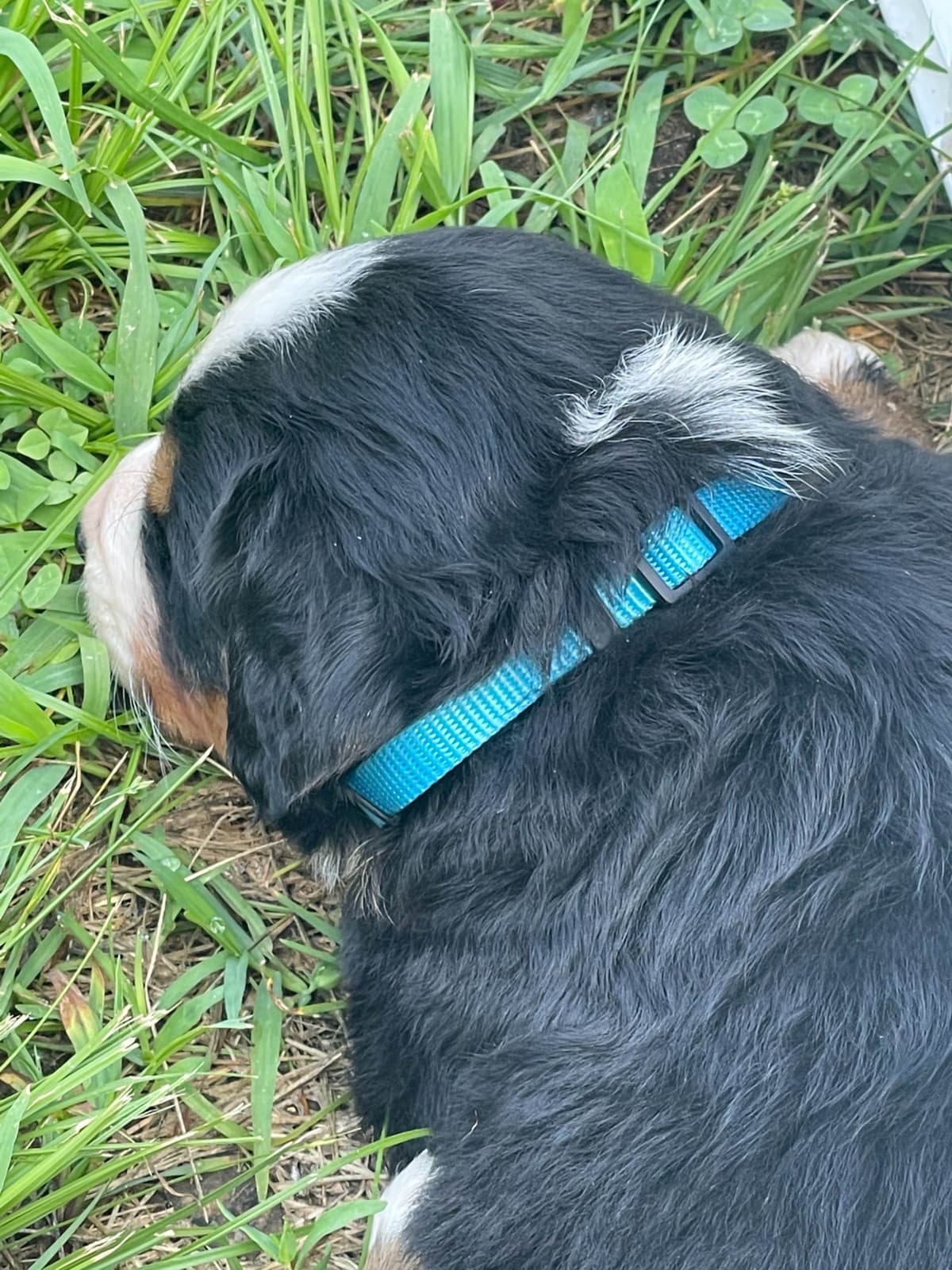 Bernese Mountain Dog Puppies breeder image 95