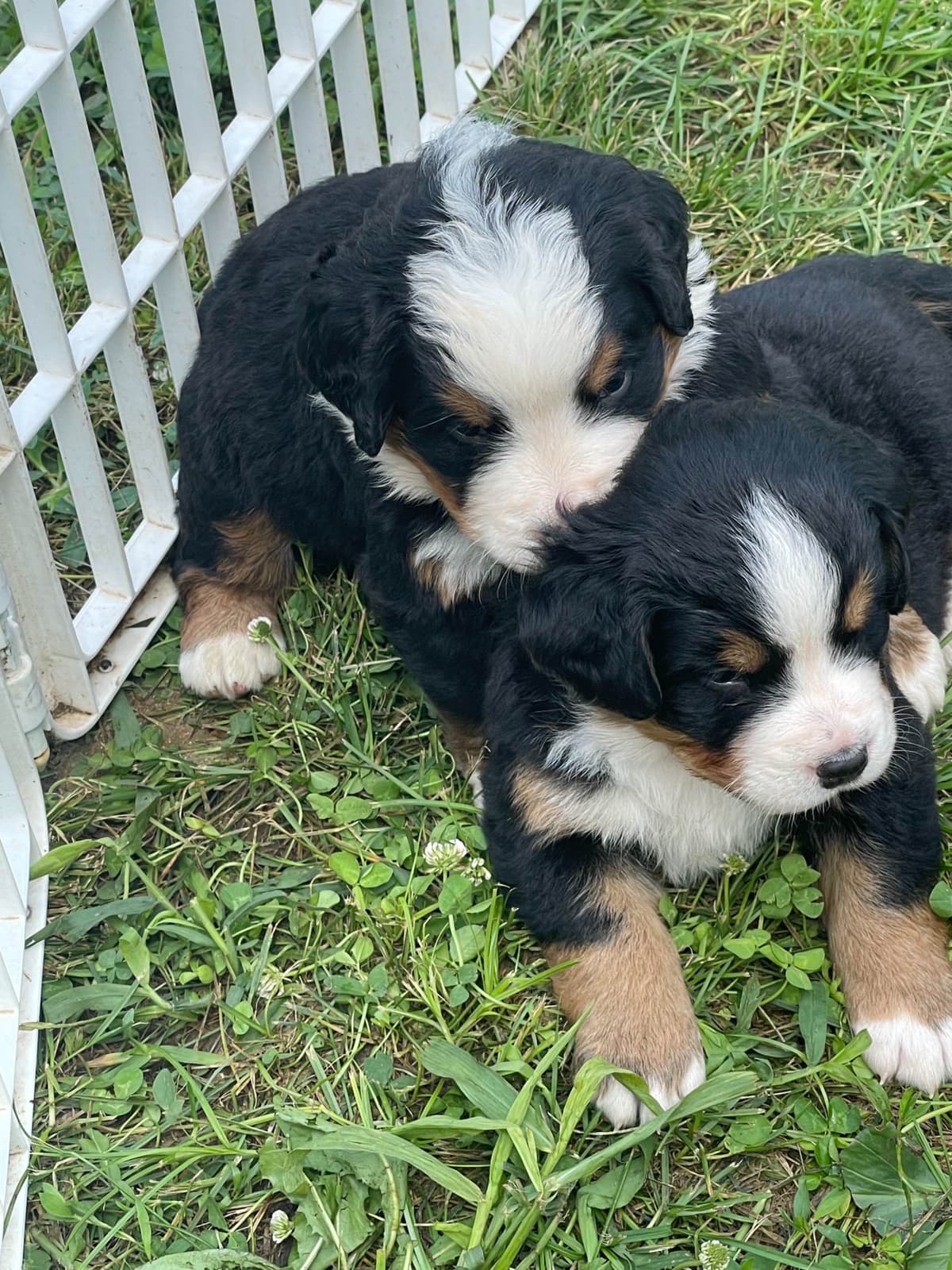 Bernese Mountain Dog Puppies breeder image 98