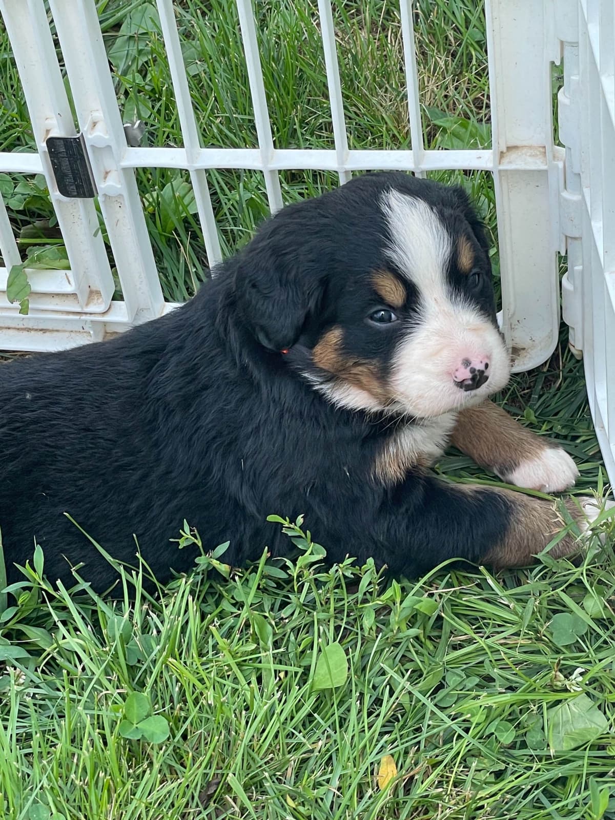 Bernese Mountain Dog Puppies breeder image 99