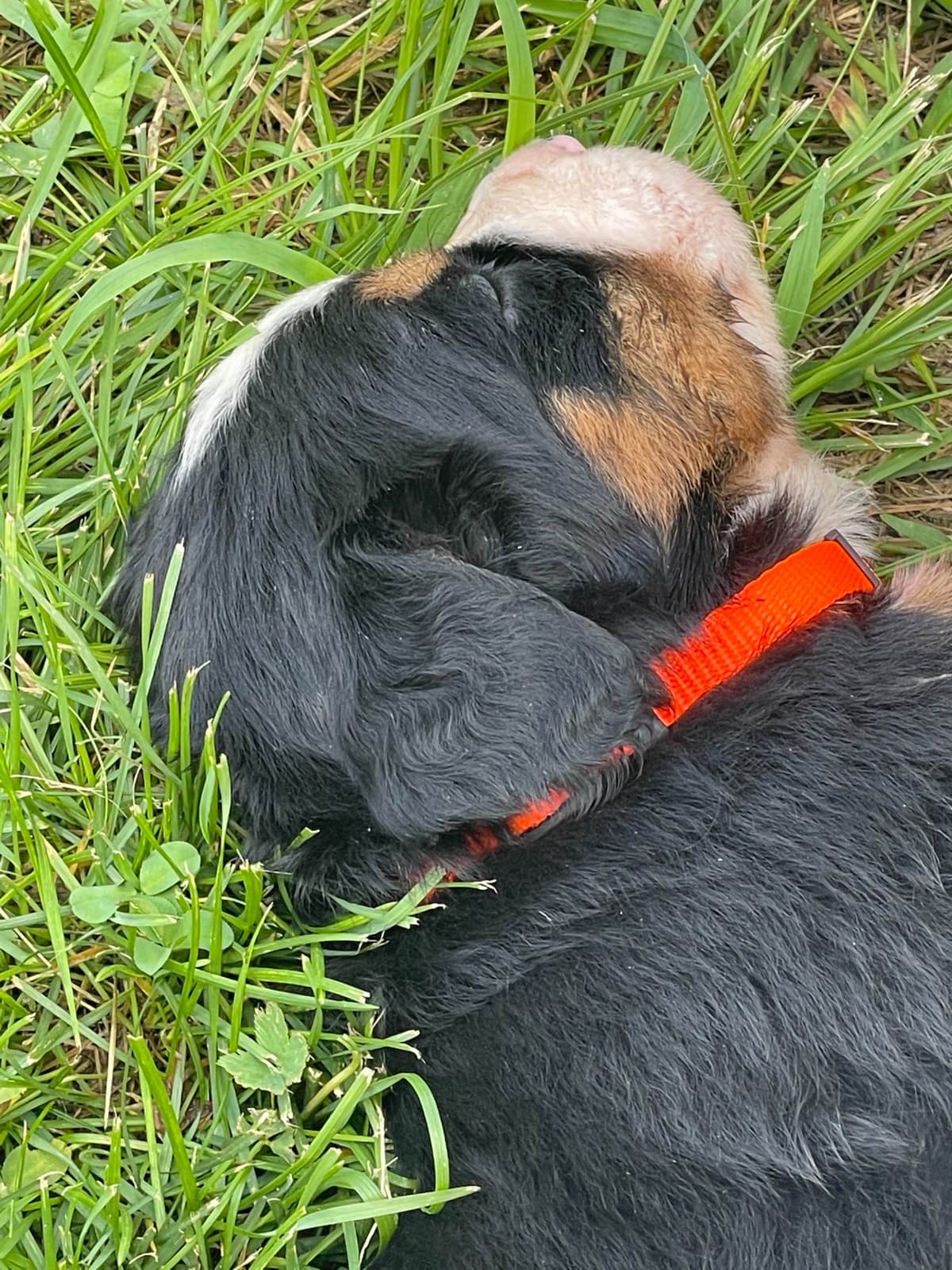 Bernese Mountain Dog Puppies breeder image 100