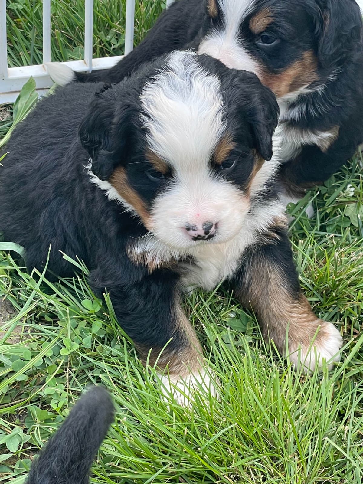 Bernese Mountain Dog Puppies breeder image 105