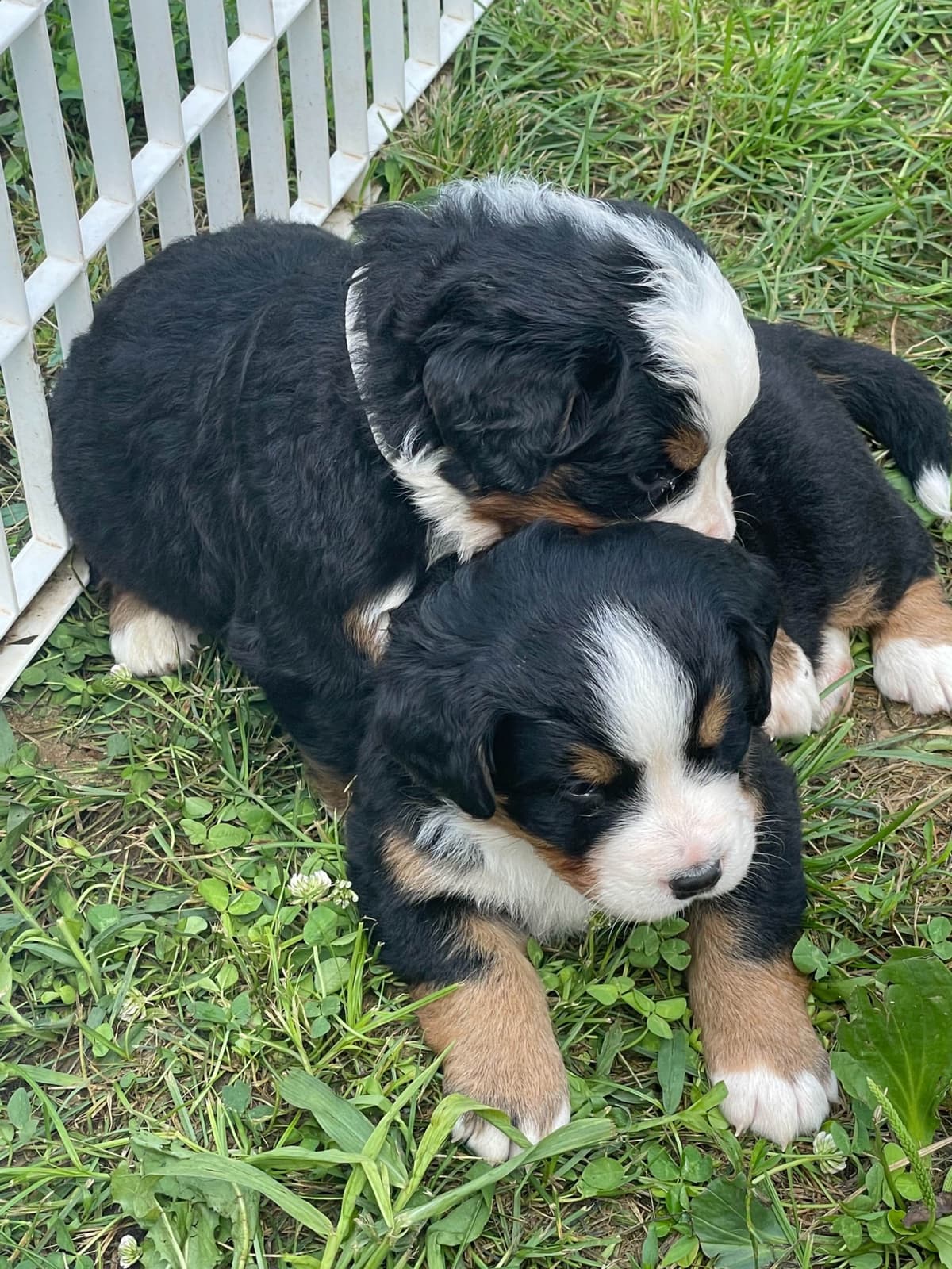 Bernese Mountain Dog Puppies breeder image 101