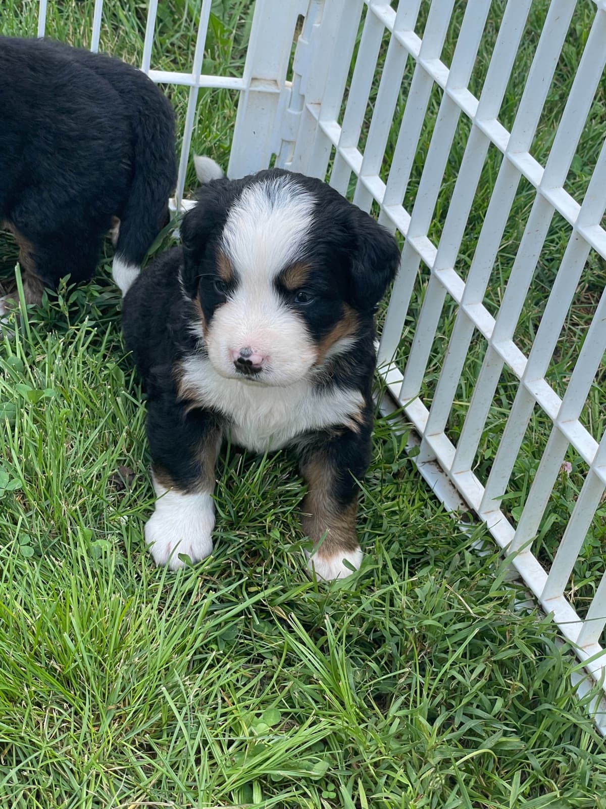 Bernese Mountain Dog Puppies breeder image 102