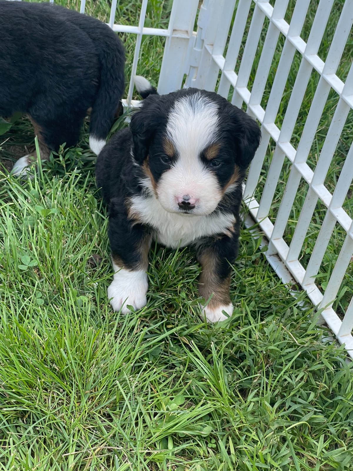 Bernese Mountain Dog Puppies breeder image 103