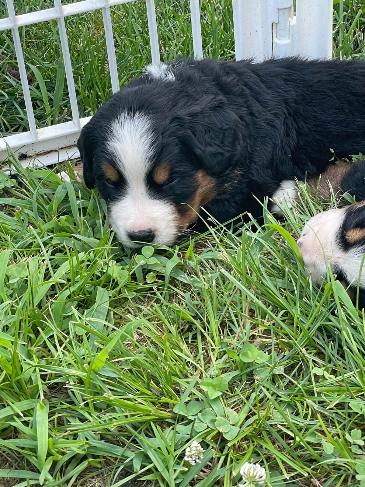 Bernese Mountain Dog Puppies breeder image 104