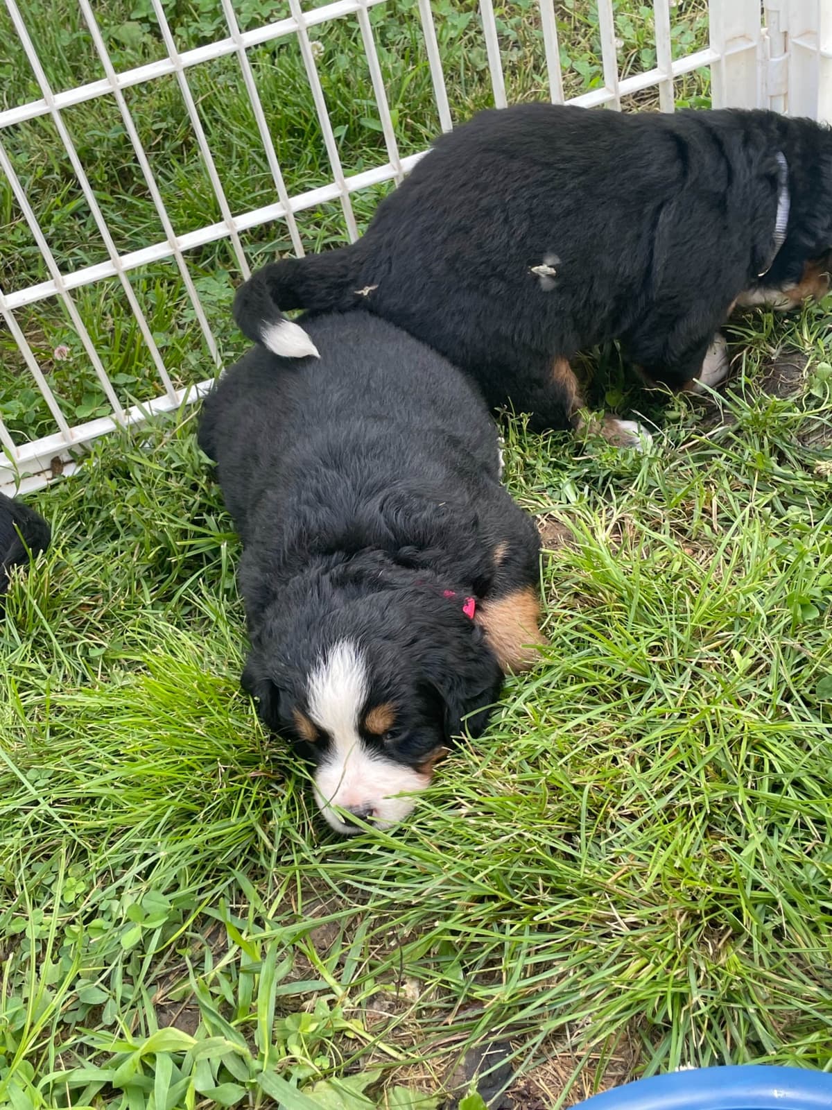 Bernese Mountain Dog Puppies breeder image 106