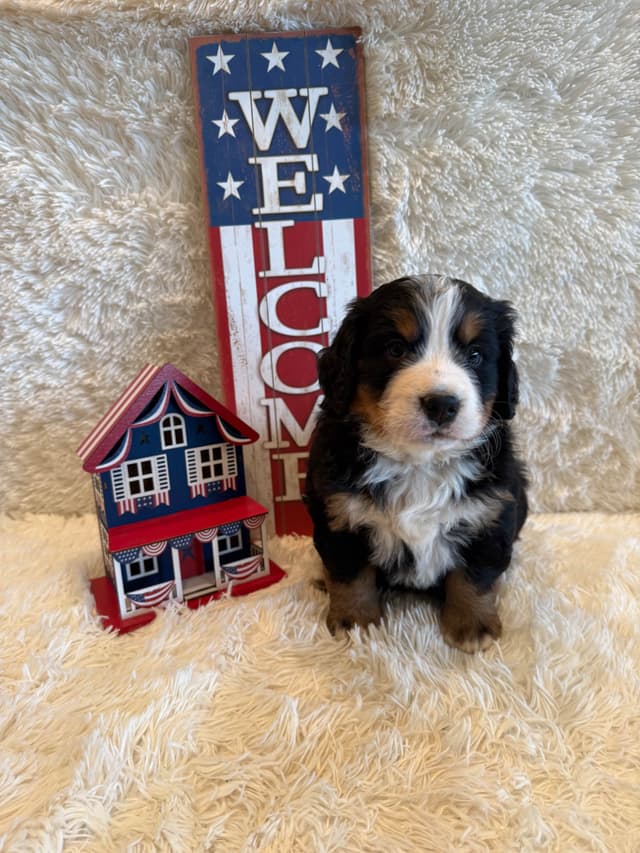 Bernese Mountain Dog Puppies media 2