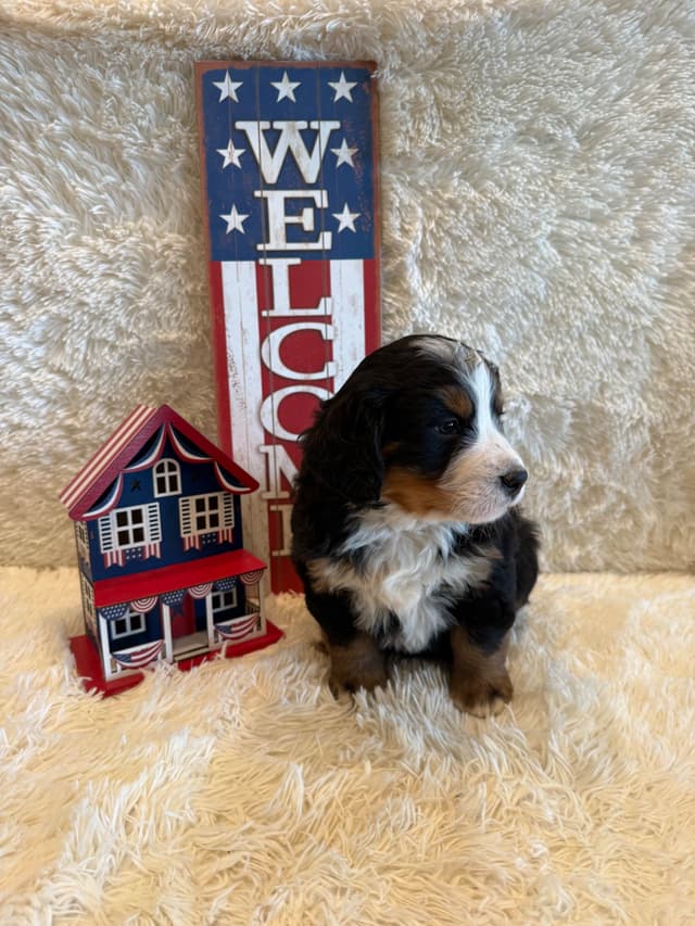 Bernese Mountain Dog Puppies media 3