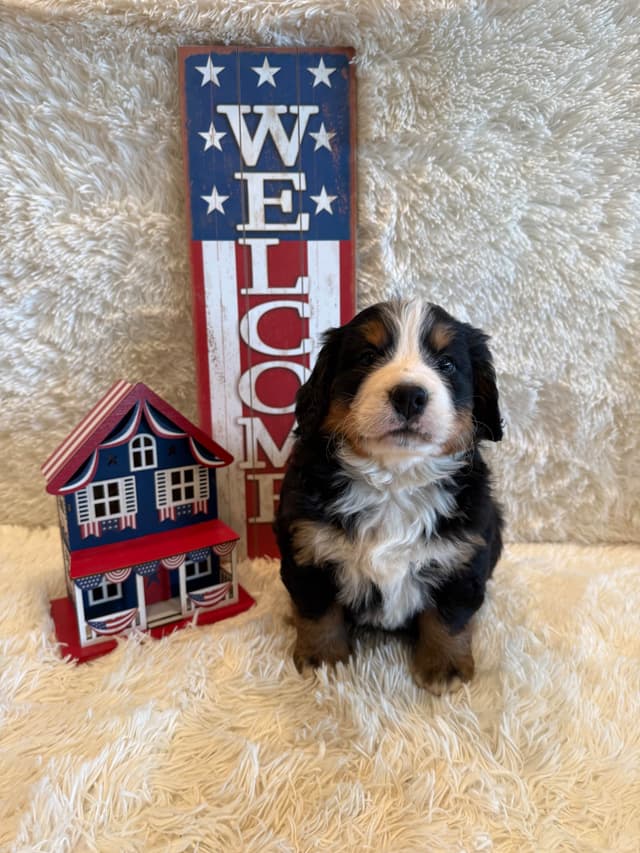 Bernese Mountain Dog Puppies media 4