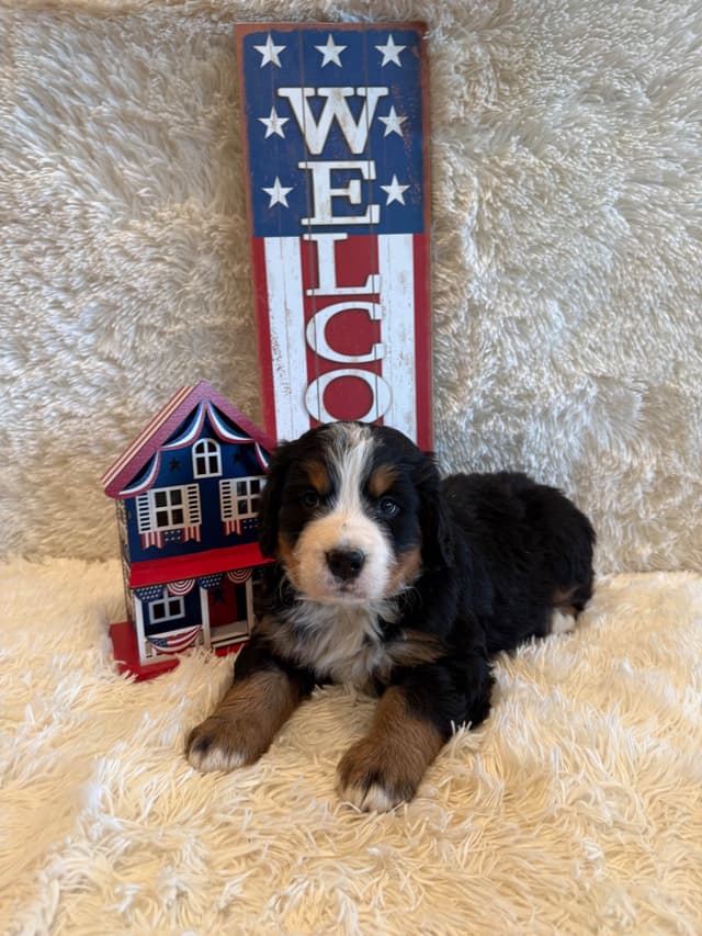 Bernese Mountain Dog Puppies media 5