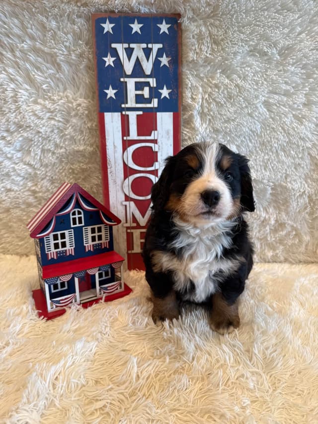 Bernese Mountain Dog Puppies media 6