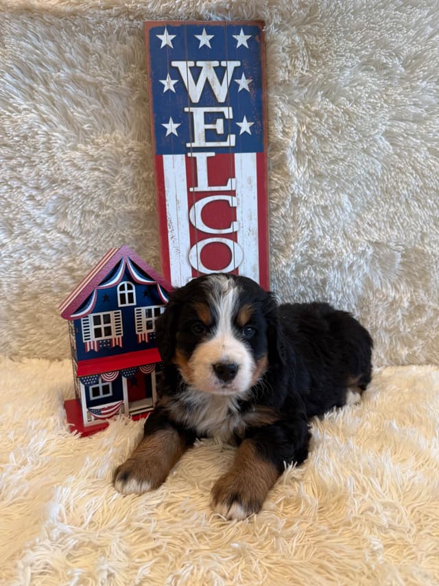 Bernese Mountain Dog Puppies media 7