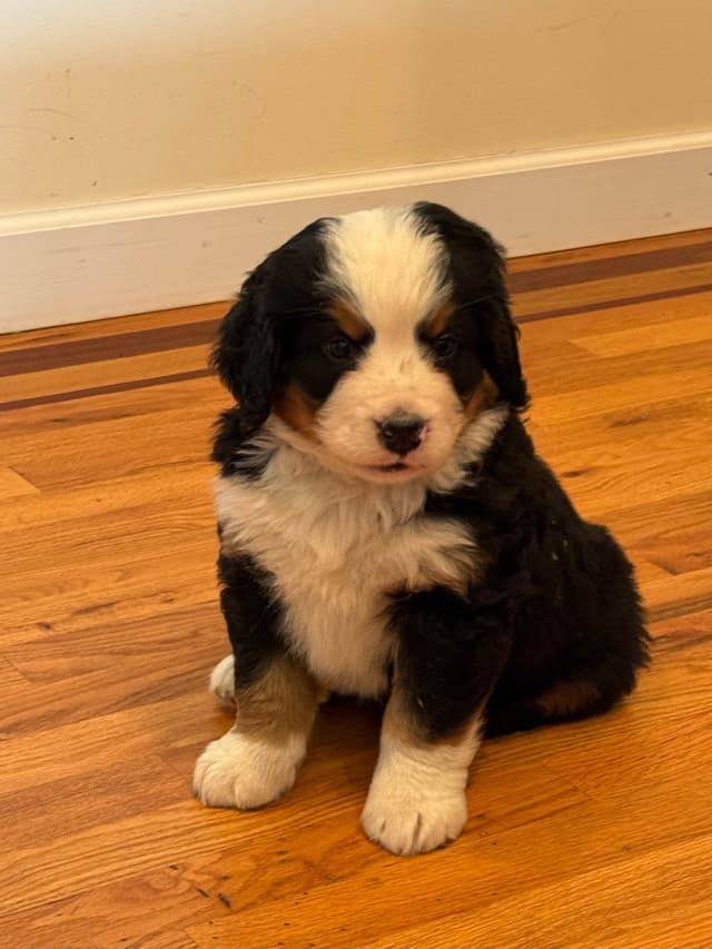 Bernese Mountain Dog Puppies media 8