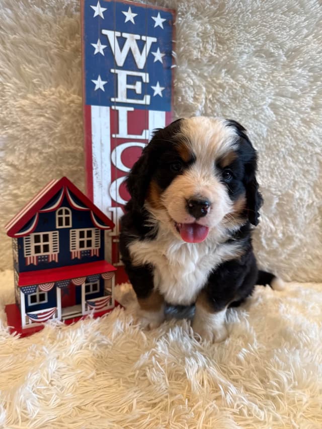 Bernese Mountain Dog Puppies media 10