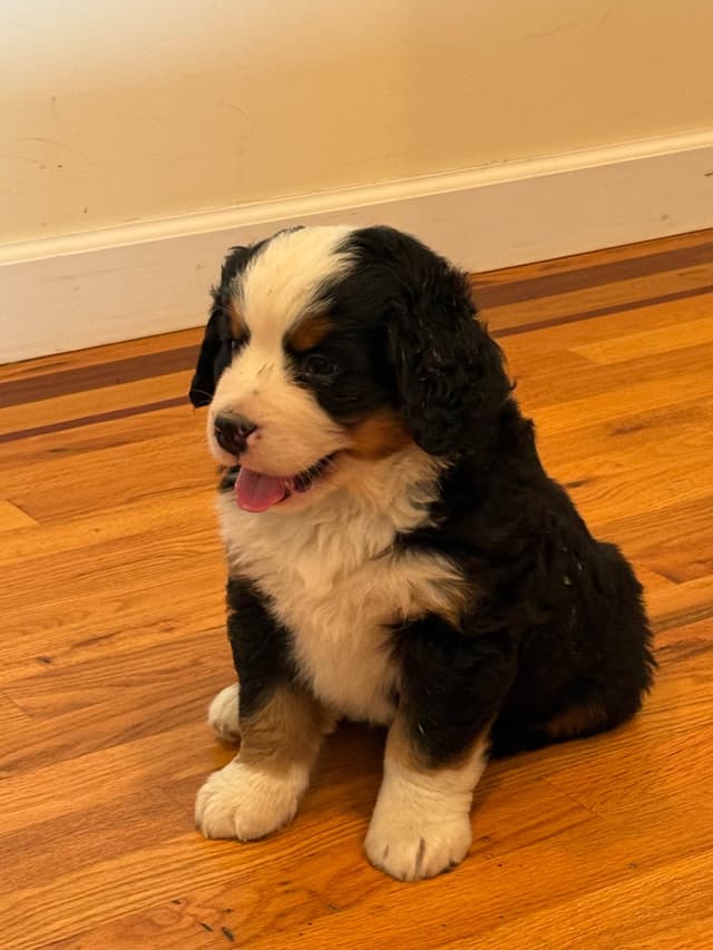 Bernese Mountain Dog Puppies media 9