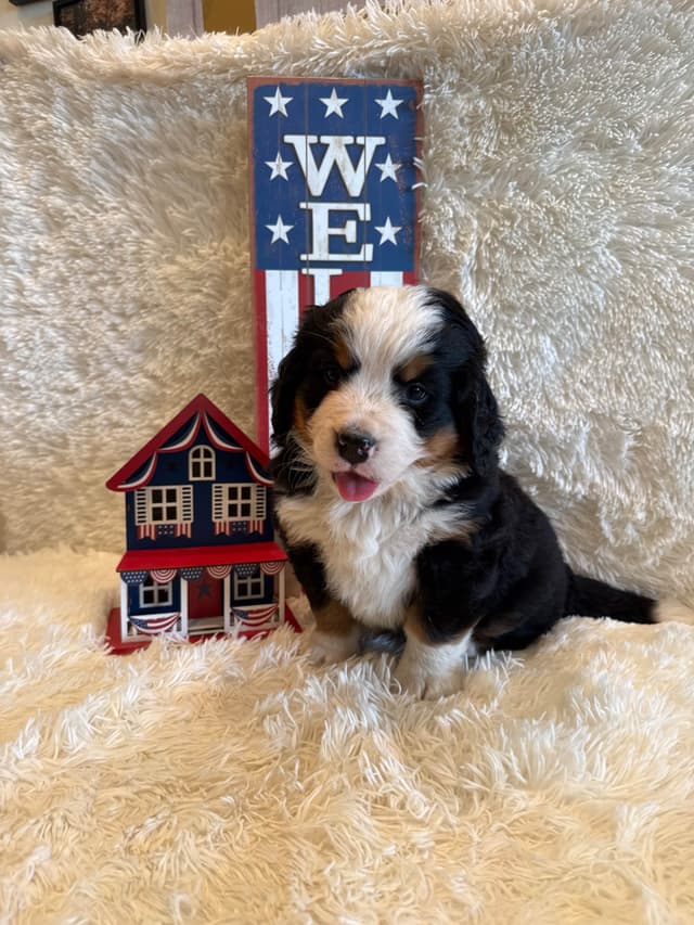 Bernese Mountain Dog Puppies media 11