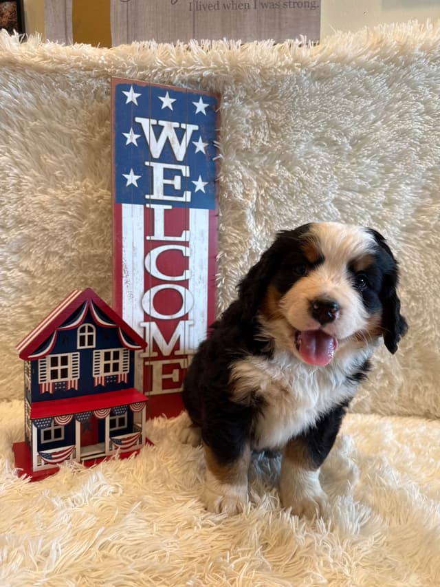 Bernese Mountain Dog Puppies media 12