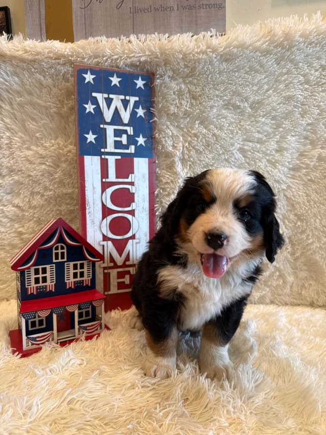 Bernese Mountain Dog Puppies media 13