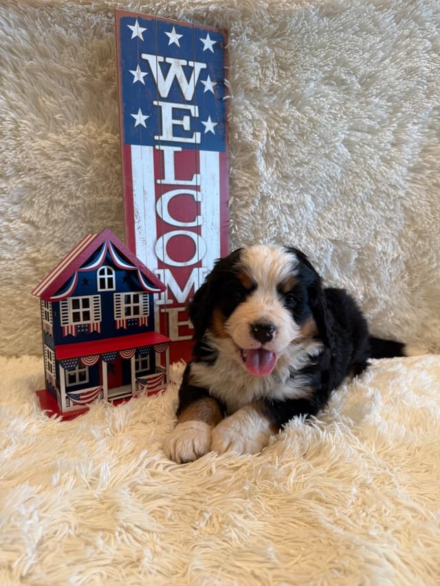 Bernese Mountain Dog Puppies media 15