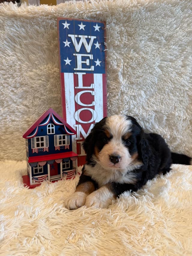 Bernese Mountain Dog Puppies media 16