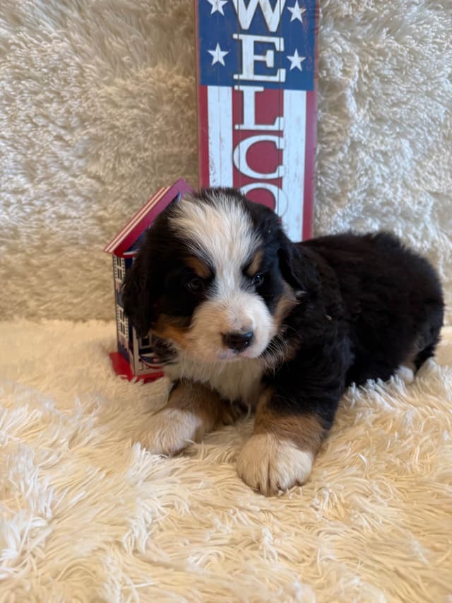 Bernese Mountain Dog Puppies media 18