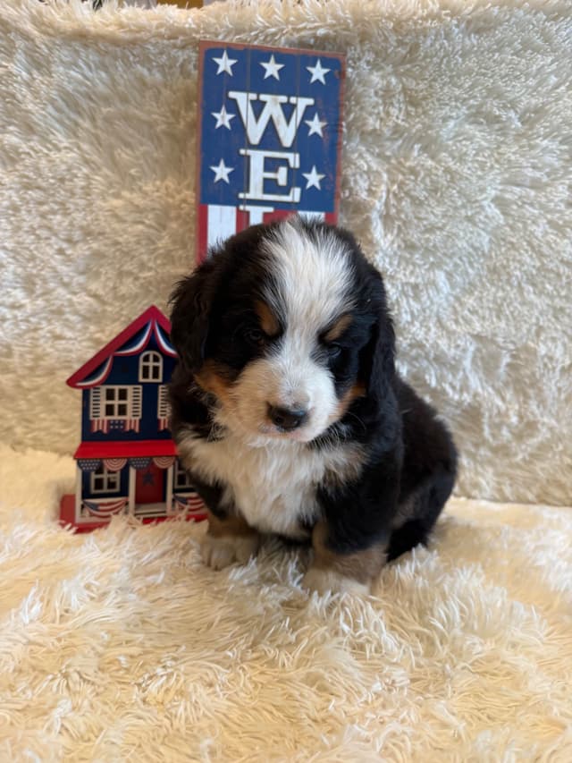 Bernese Mountain Dog Puppies media 19