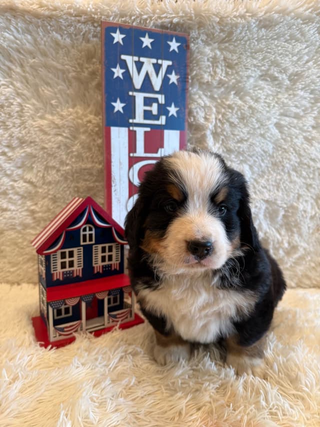 Bernese Mountain Dog Puppies media 20