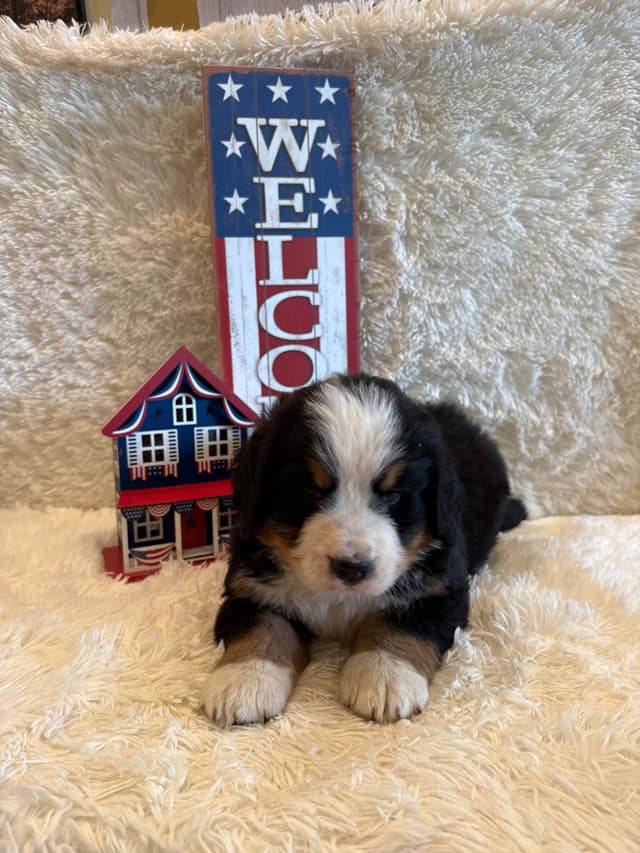 Bernese Mountain Dog Puppies media 21