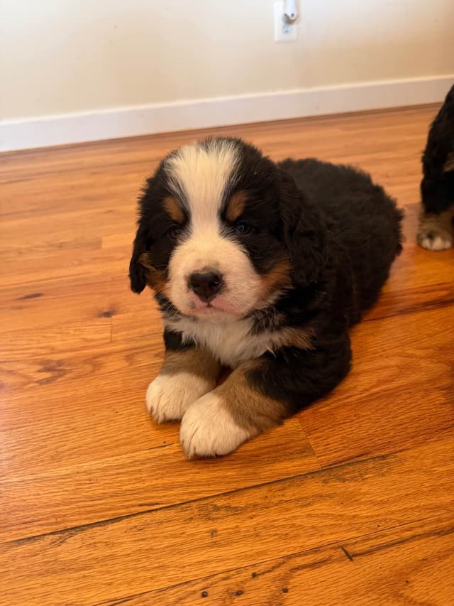 Bernese Mountain Dog Puppies media 17