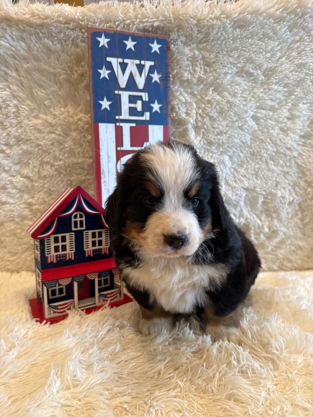Bernese Mountain Dog Puppies media 22