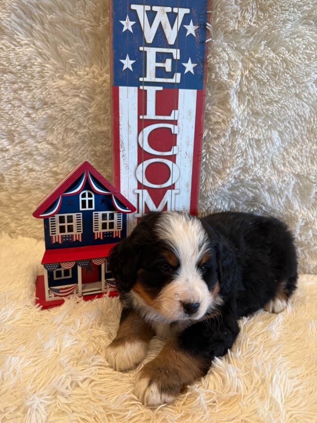 Bernese Mountain Dog Puppies media 24