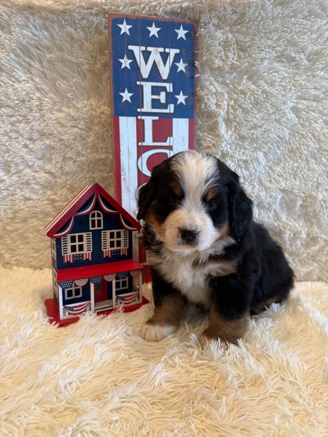 Bernese Mountain Dog Puppies media 23